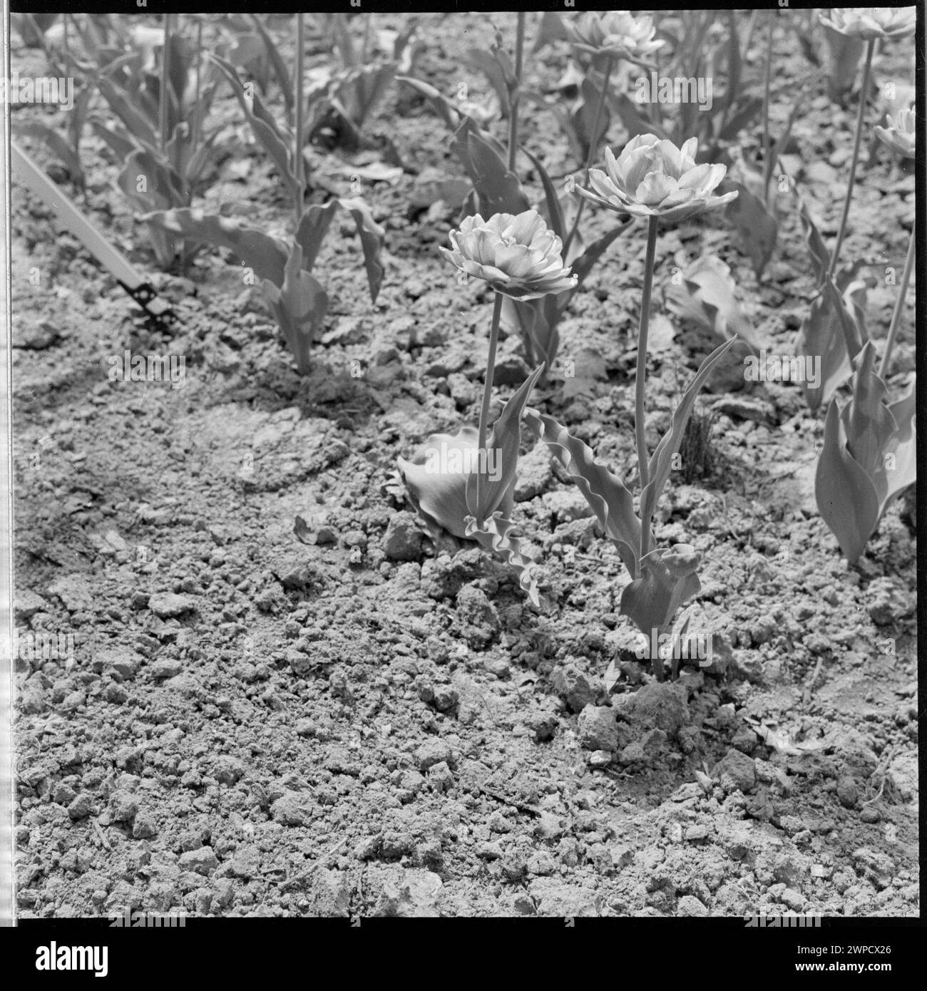 Fotografia che mostra una mostra di tulipani nel giardino botanico di Varsavia, evidenziando la varietà di piante e la fioritura stagionale nel 1952. Foto Stock