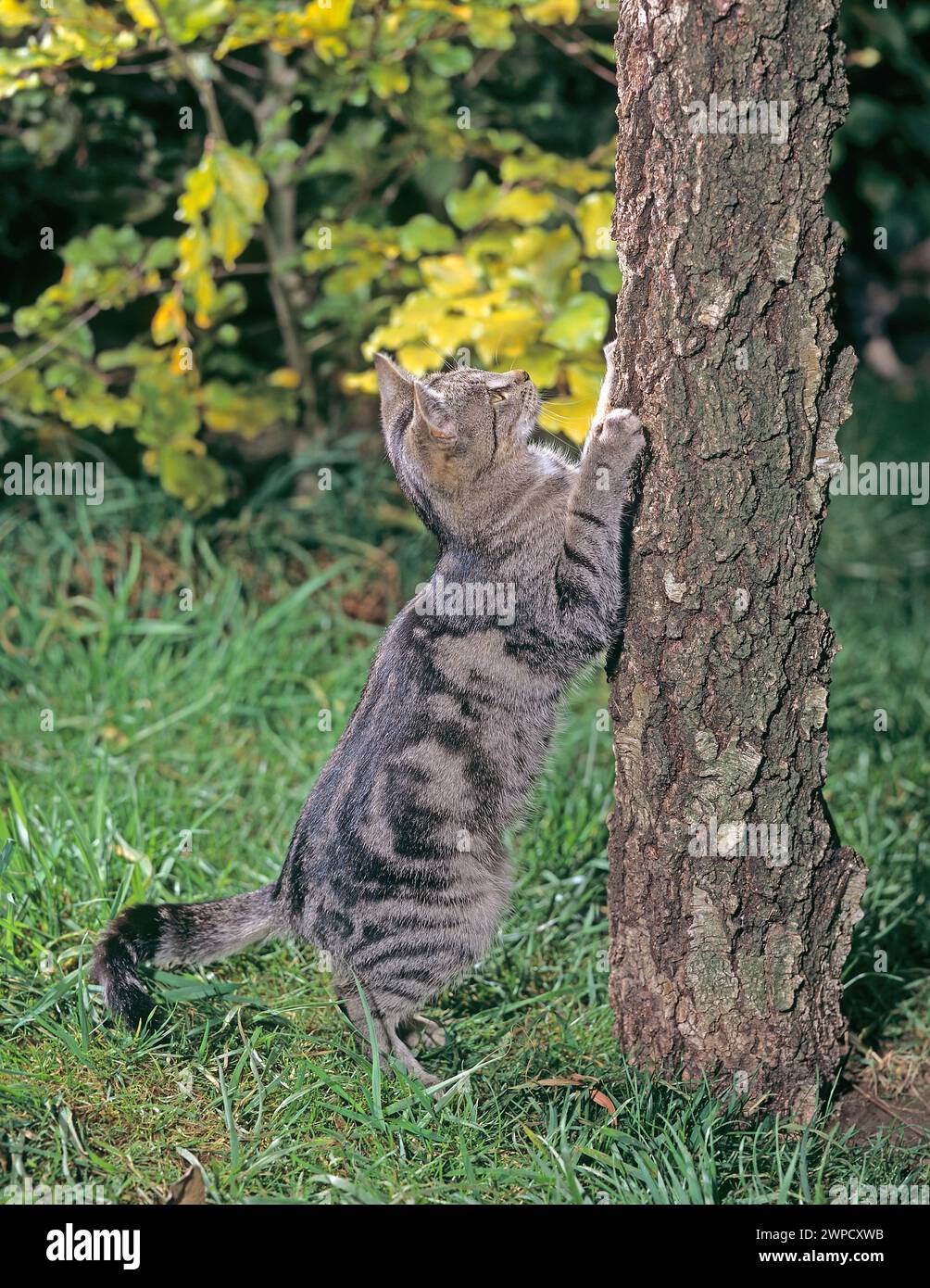 Artigli per affilare gatto domestico sull'albero del giardino. Foto Stock