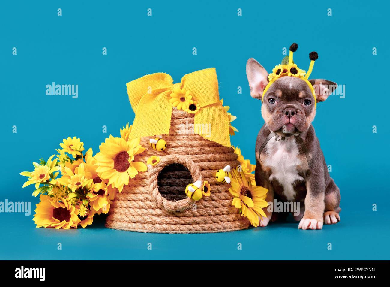 Simpatico cucciolo di cane Bulldog francese abbronzato con corna in costume di api seduto accanto all'alveare e girasoli su sfondo blu Foto Stock