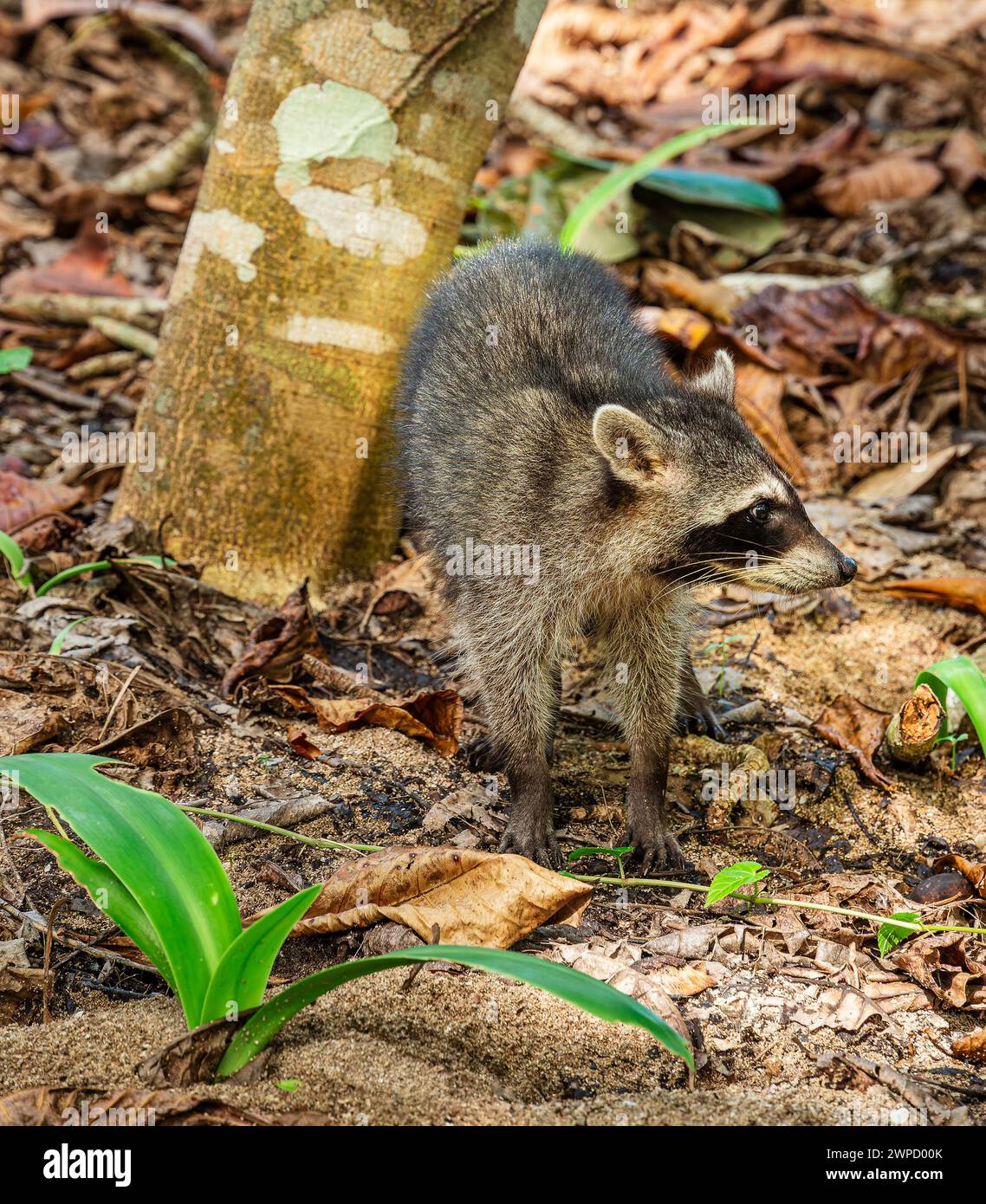 Parco nazionale di Cahuita, Costa Rica Foto Stock