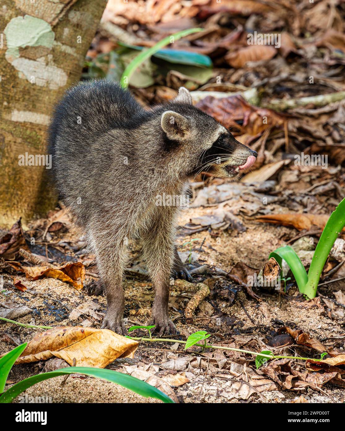 Parco nazionale di Cahuita, Costa Rica Foto Stock