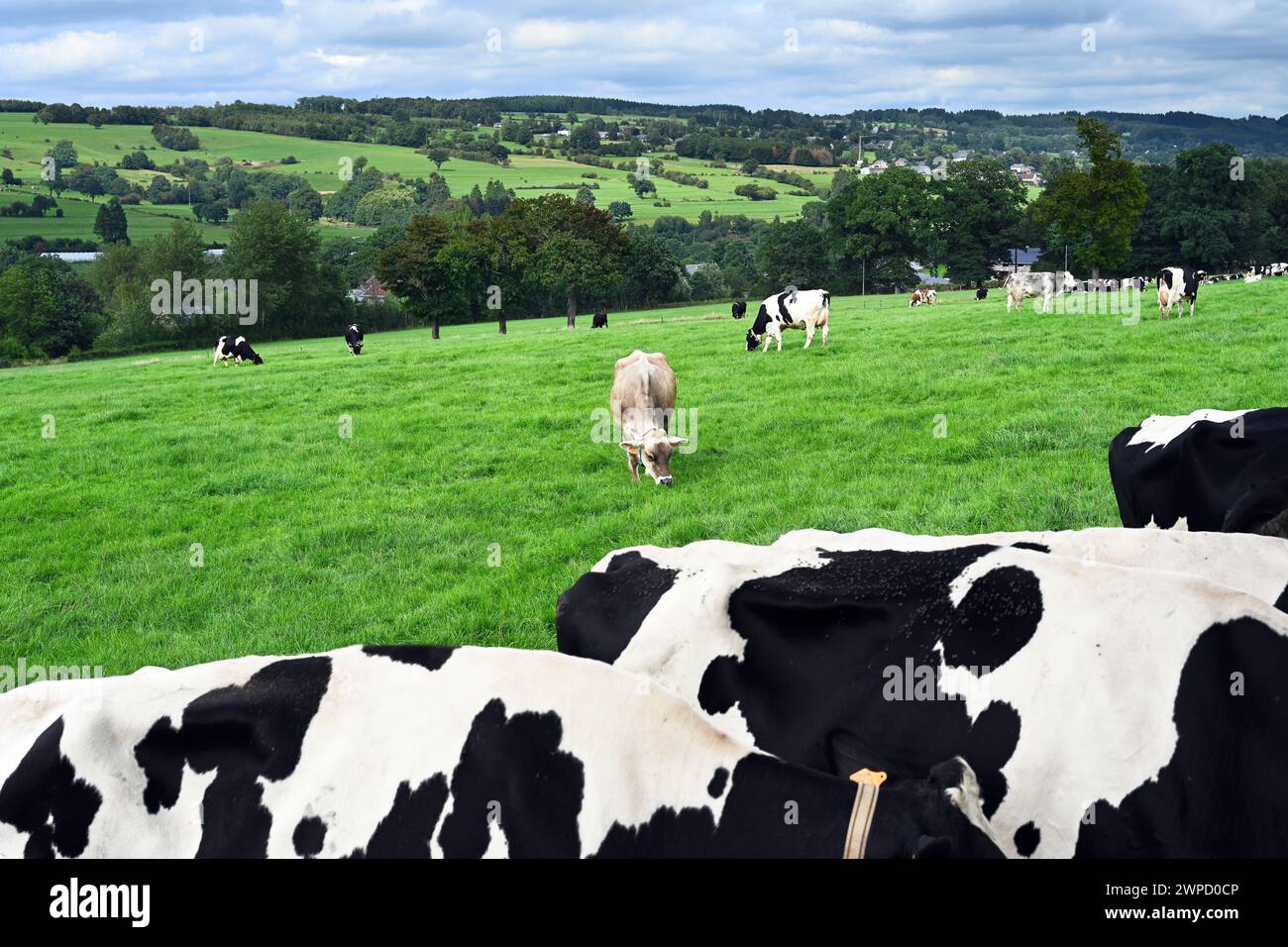 Paesaggio agricolo con mucche nelle Ardenne belghe Foto Stock