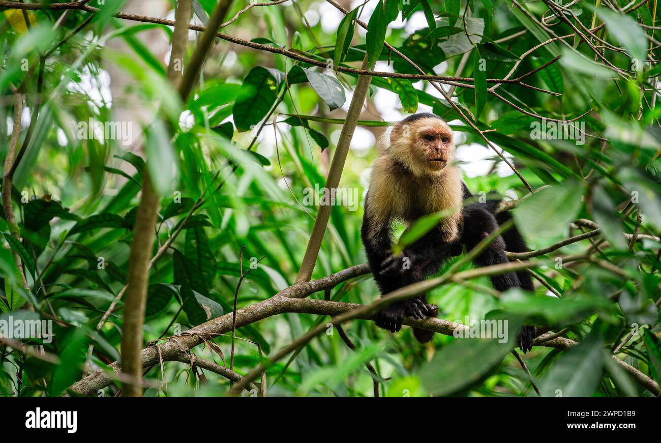 Parco nazionale di Cahuita, Costa Rica Foto Stock