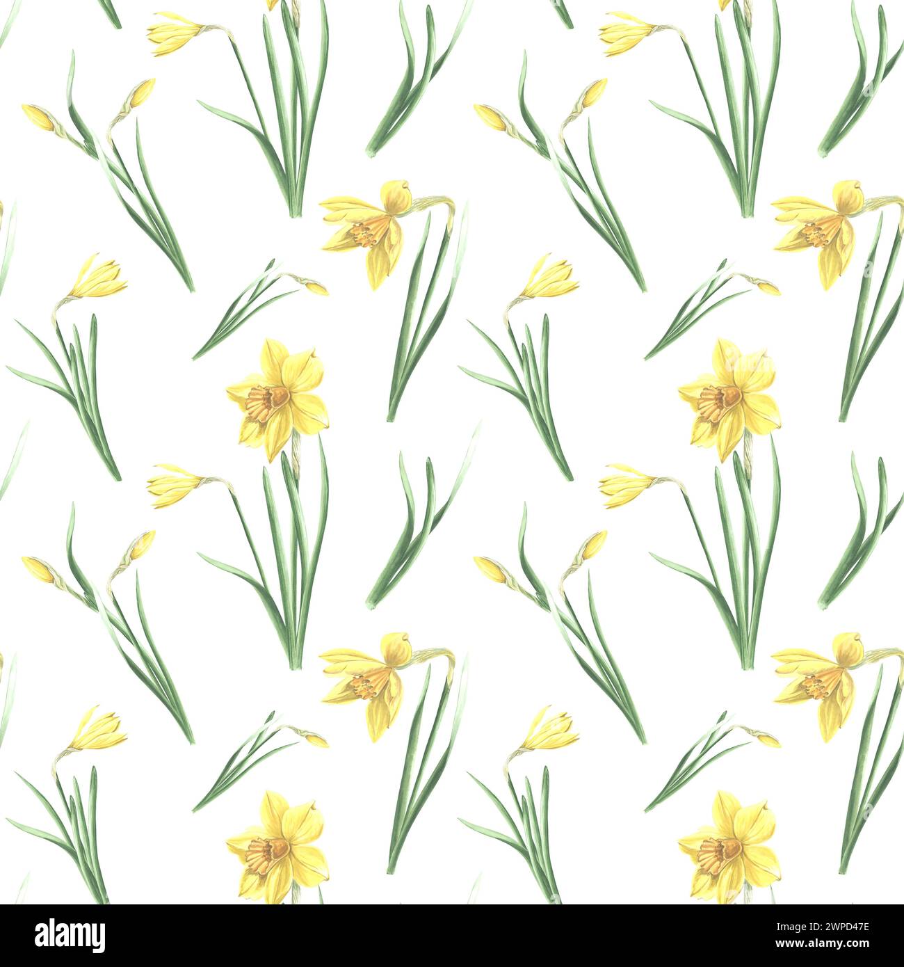 Motivo senza cuciture di narcisi gialli con foglie verdi su sfondo bianco. Illustrazione ad acquerello disegnata a mano narciso della primavera del giardino. Modello per f Foto Stock