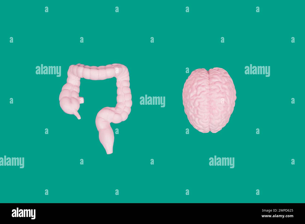 Vista dall'alto di un cervello umano e delle figurine intestinali disposte su uno sfondo verde. Concetto relativo alla salute. Foto Stock