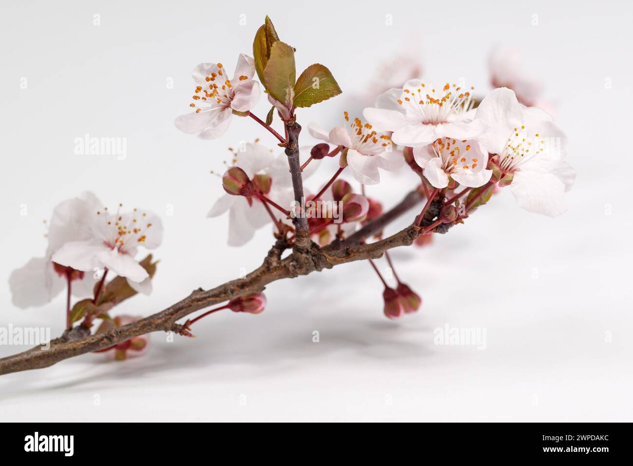 Prugna ciliegina in fiore su sfondo bianco Foto Stock