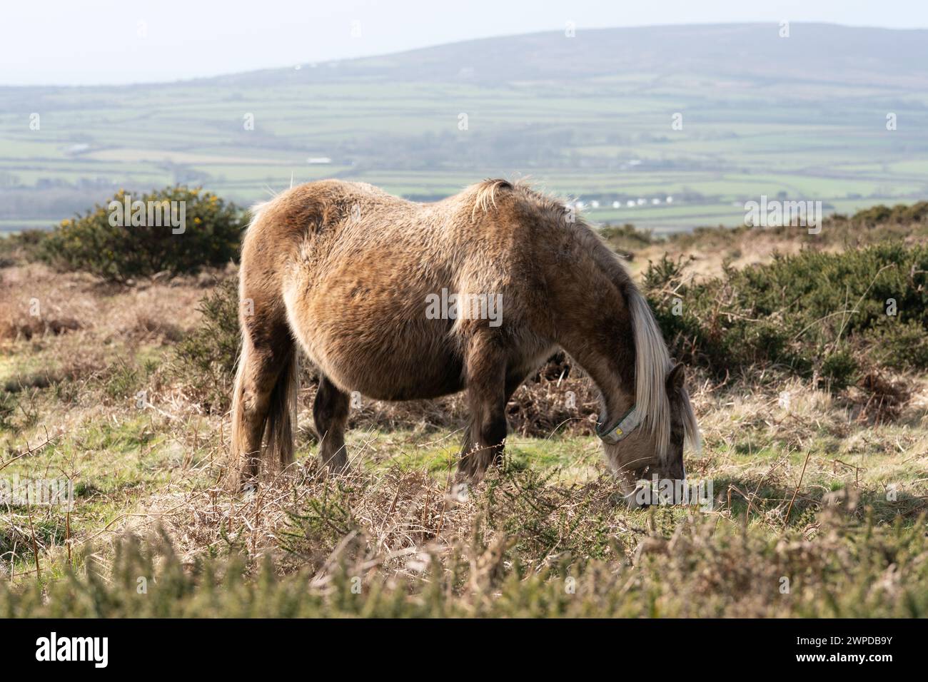 Pony gallese selvaggio che pascolano sulla penisola di Gower con montagne ondulate visibili sullo sfondo. Pur essendo considerati selvaggi, sono di proprietà individuale. Foto Stock