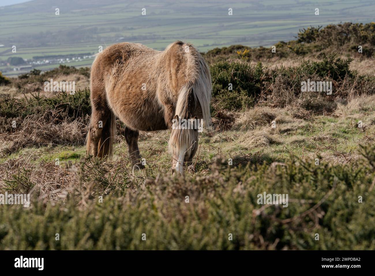 Pony gallese selvaggio che pascolano sulla penisola di Gower con montagne ondulate visibili sullo sfondo. Pur essendo considerati selvaggi, sono di proprietà individuale. Foto Stock