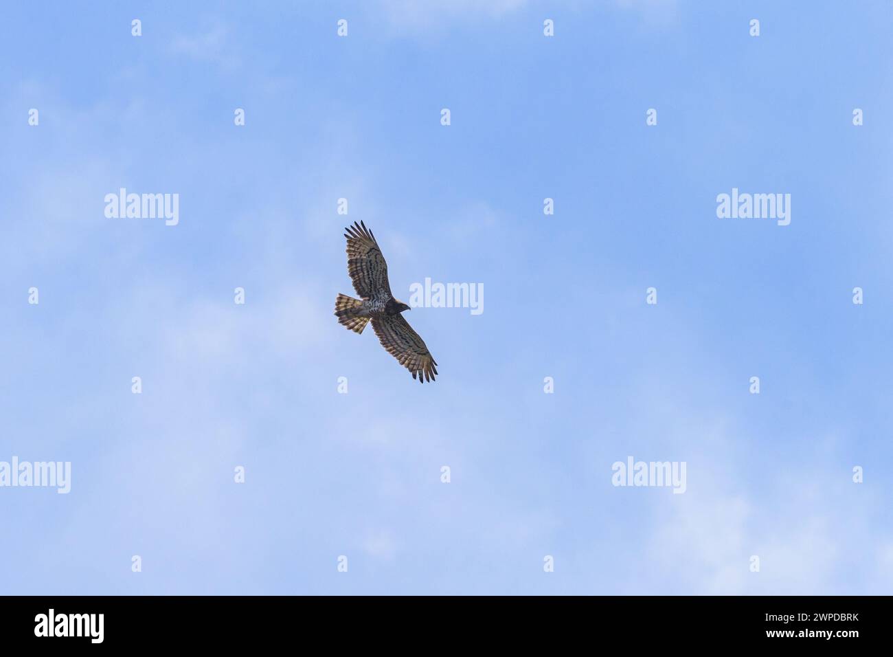 Un piccolo serpente aquila in volo, cielo blu, giorno di sole in primavera, Cres (Croazia) Foto Stock
