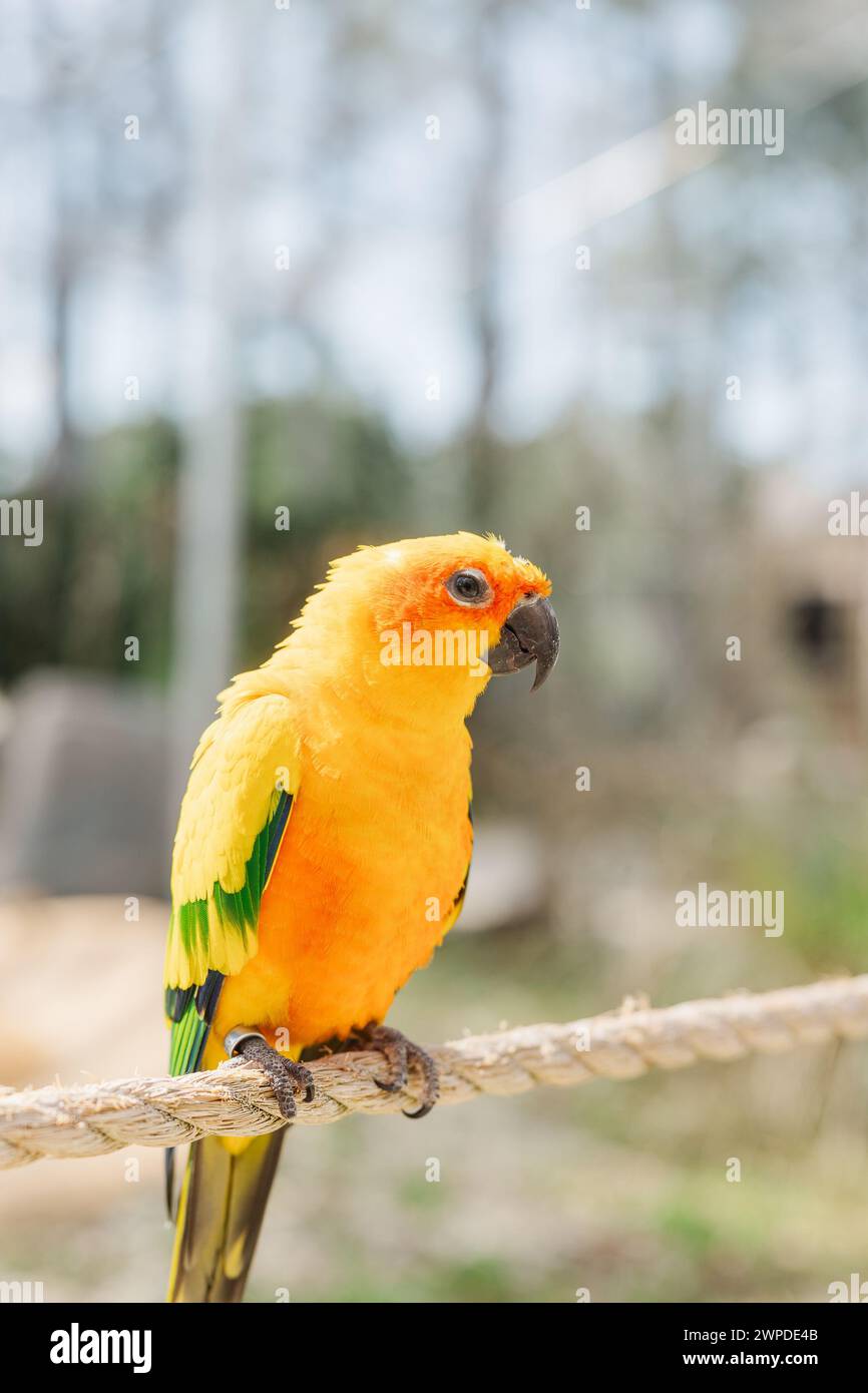 Un pappagallo con un piumaggio verde e giallo vibrante appollaiato su una corda Foto Stock