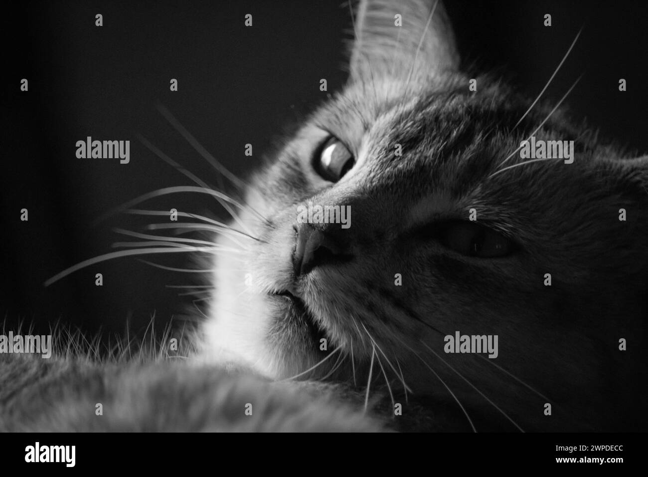 Una foto monocromatica di un gatto che sdraia su un divano Foto Stock