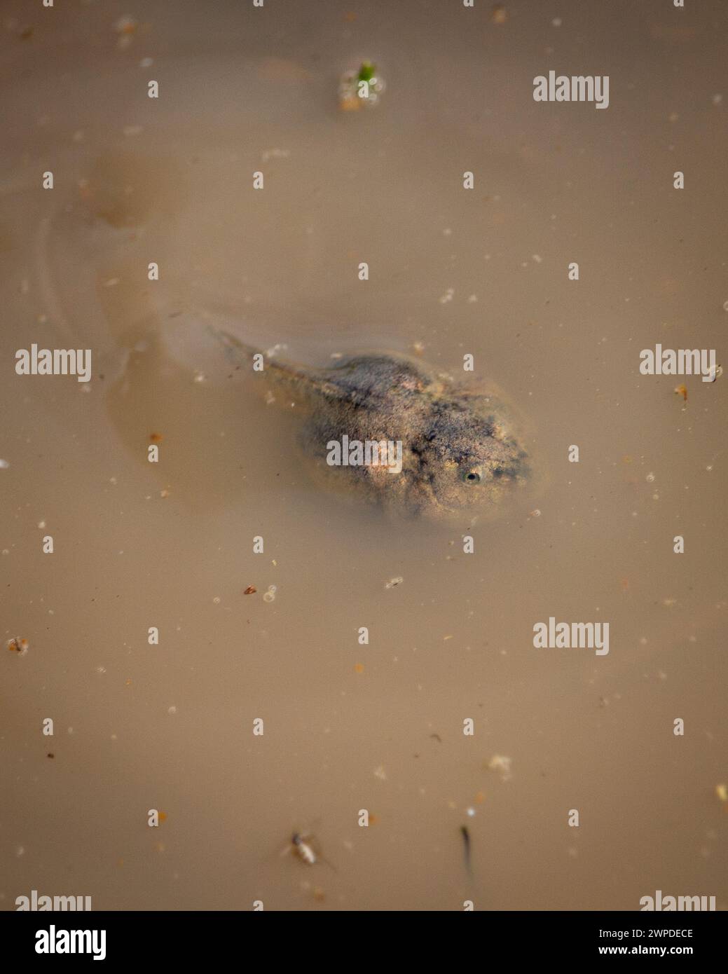 Un grande Tadpole nuota in acqua torbida da cespugli Foto Stock