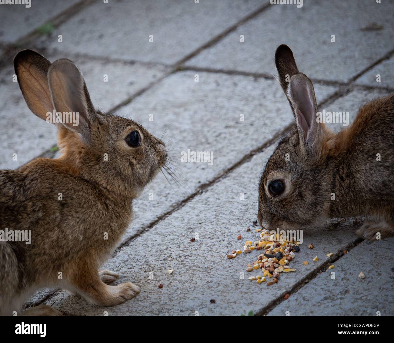 Due conigli bruni che si nutrono a vicenda dei grani con la bocca Foto Stock