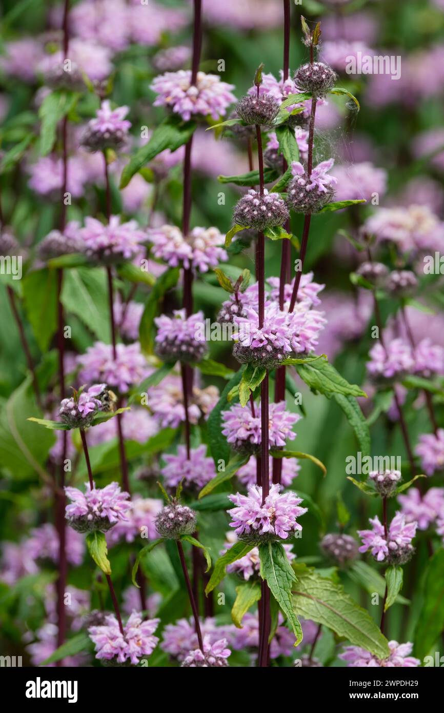 Phlomoides tuberosa Amazone, foglie di salvia Amazone, steli viola scuro, orli di fiori di lilla con cappuccio Foto Stock