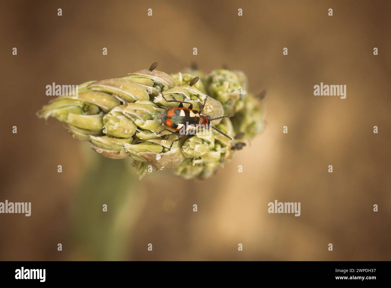 Asparagi comuni crioceris asparagi su pianta di asparagi Foto Stock