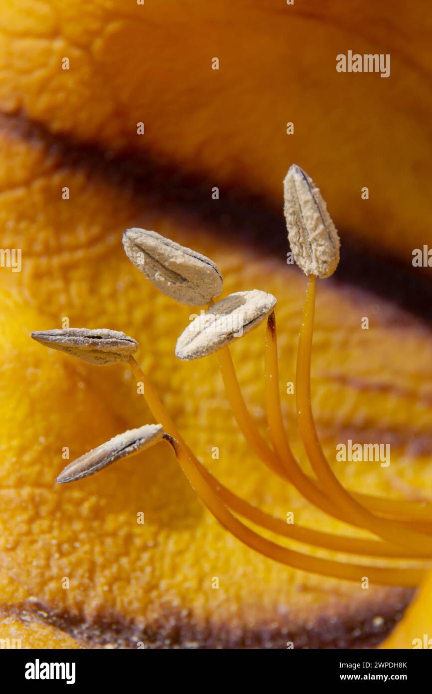 I fiori di una grandiflora di solandra illuminata dalla luce del sole. Immagine macro. Foto Stock