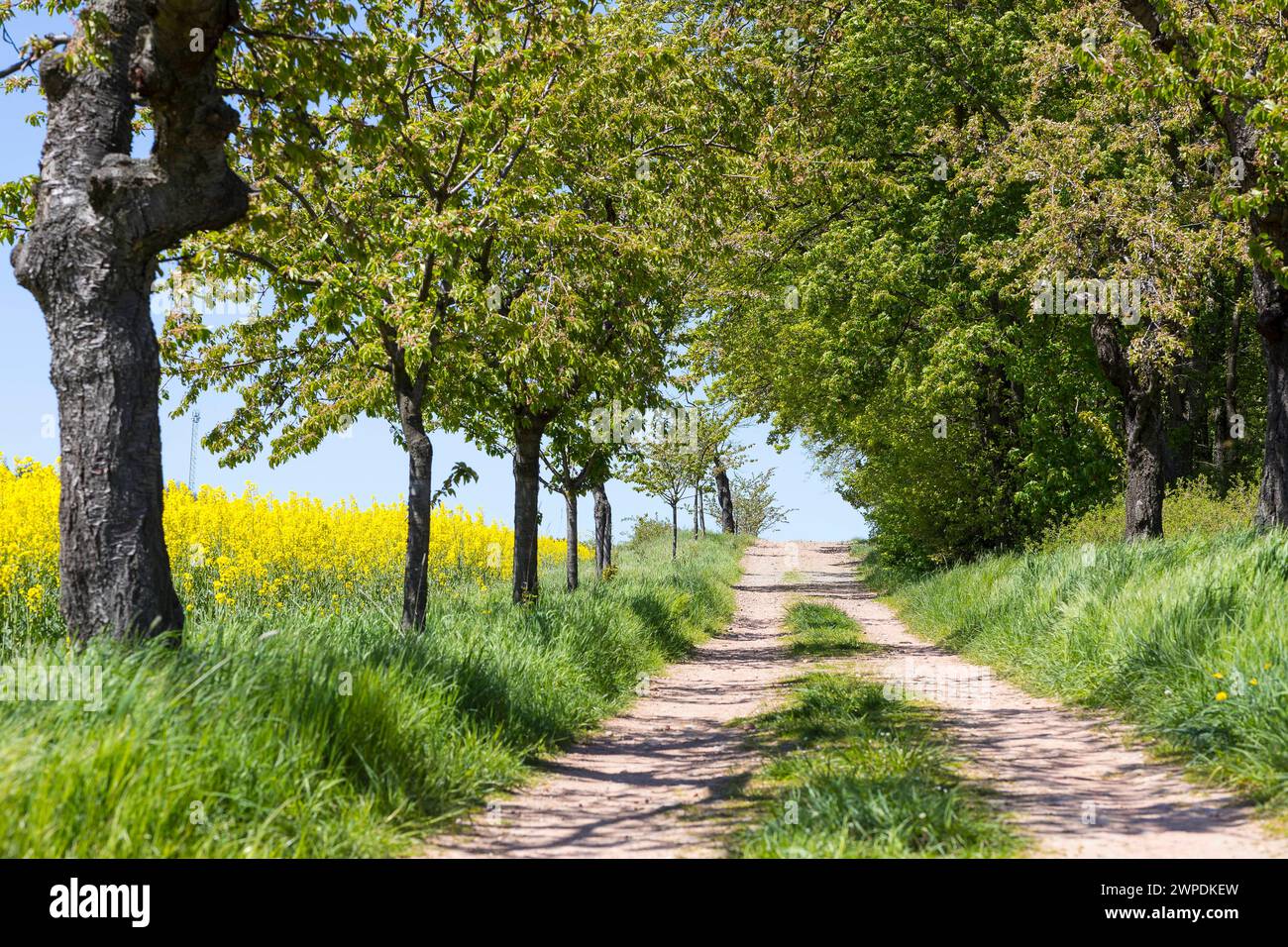 Obstbaumallee bei Maxen, Müglitztal, Sachsen, Deutschland *** viale degli alberi da frutto vicino a Maxen, Müglitztal, Sassonia, Germania Foto Stock