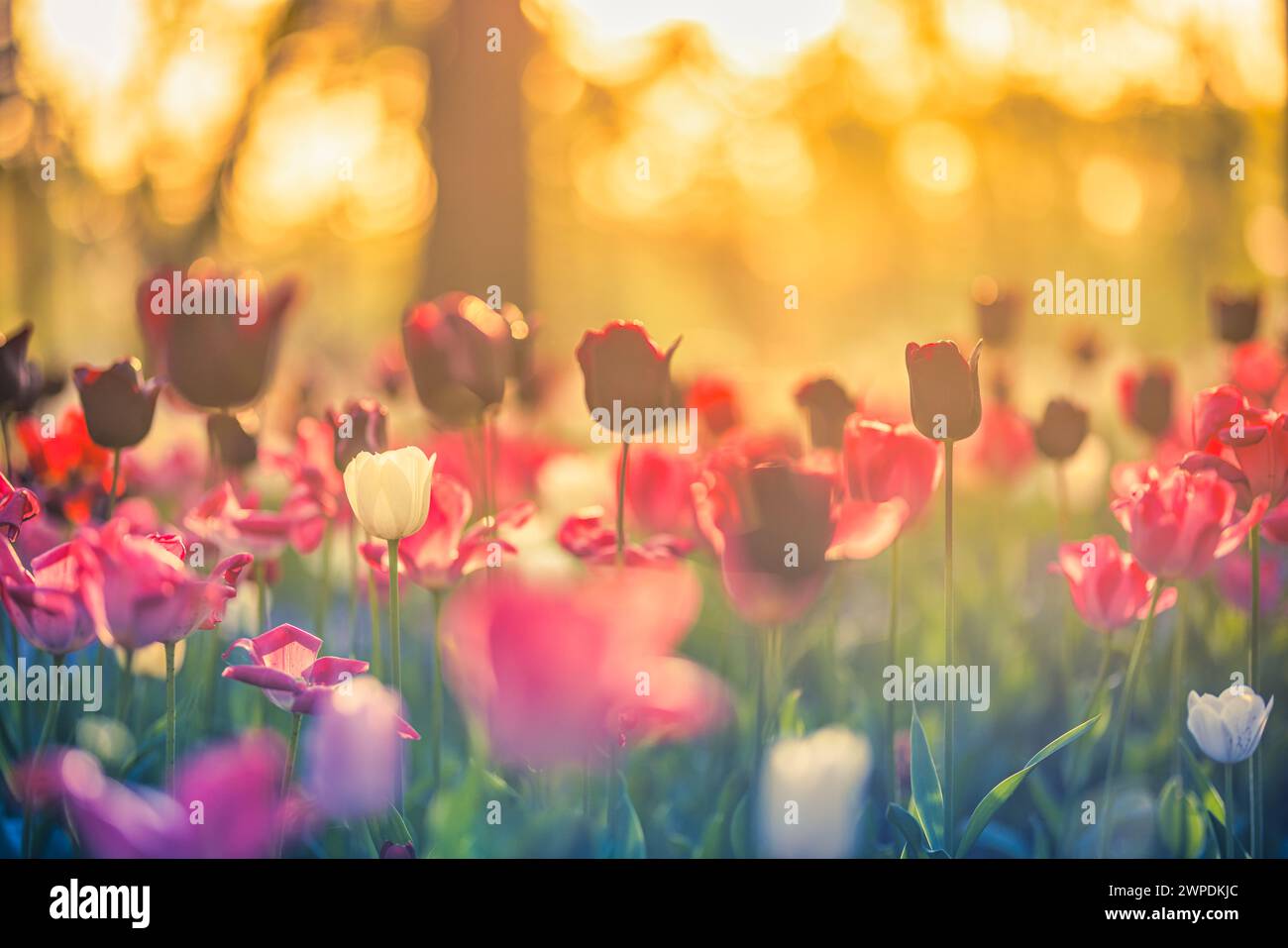 Striscione con carta da parati floreale, giardino soleggiato. Primi piani di tulipani con foglie verdi fresche su sfondo floreale sfocato con spazio di copia. Primavera Foto Stock