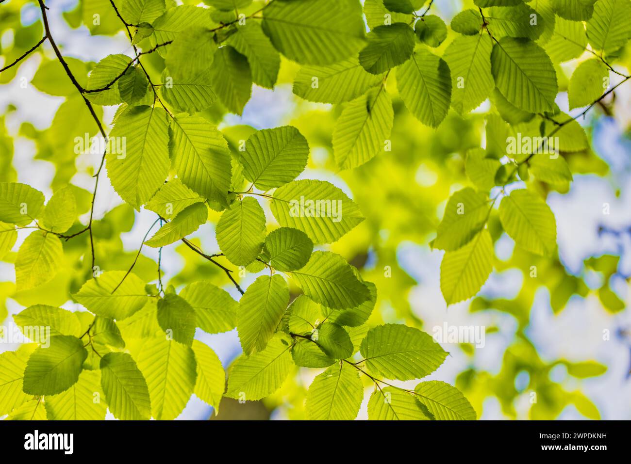 Sfondo foglie verdi. Bella natura di foglie verdi in giardino d'estate. Foglie verdi naturali che utilizzano come sfondo di freschezza primaverile estiva Foto Stock