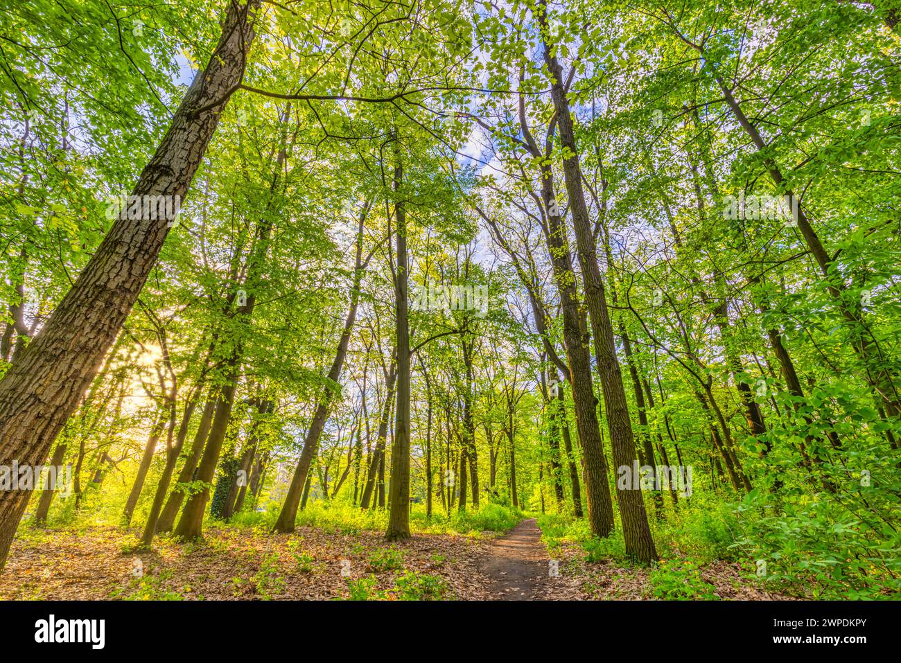 Splendido paesaggio con un bel percorso forestale con sole luminoso che splende tra gli alberi. Vista tranquilla della verde foresta primaverile. Vegetazione fresca, boschi e natura Foto Stock