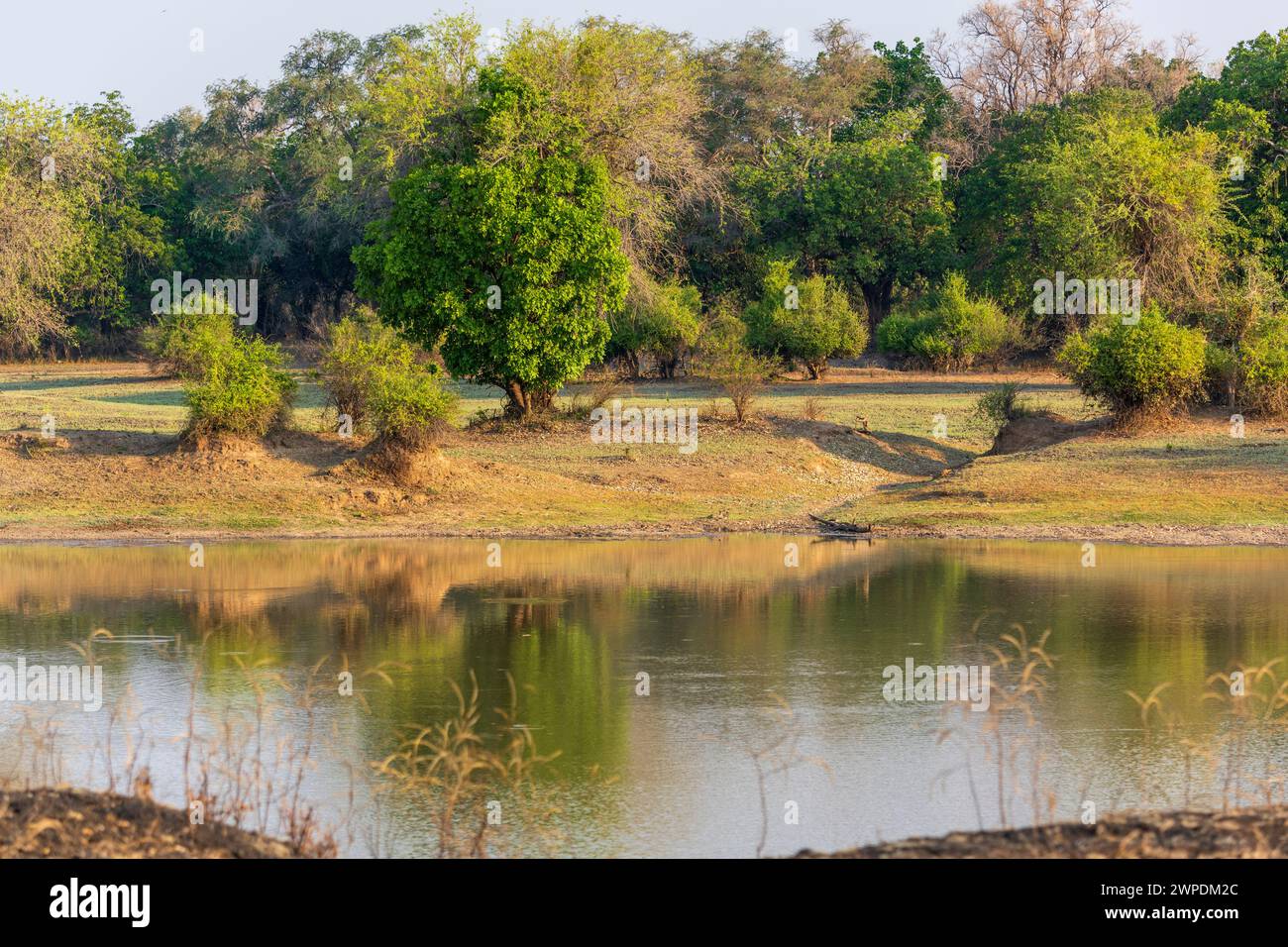 Tipico paesaggio boschivo di savane nella valle del fiume Luangwa nel South Luangwa National Park, settore Mfuwe, in Zambia, Africa meridionale Foto Stock