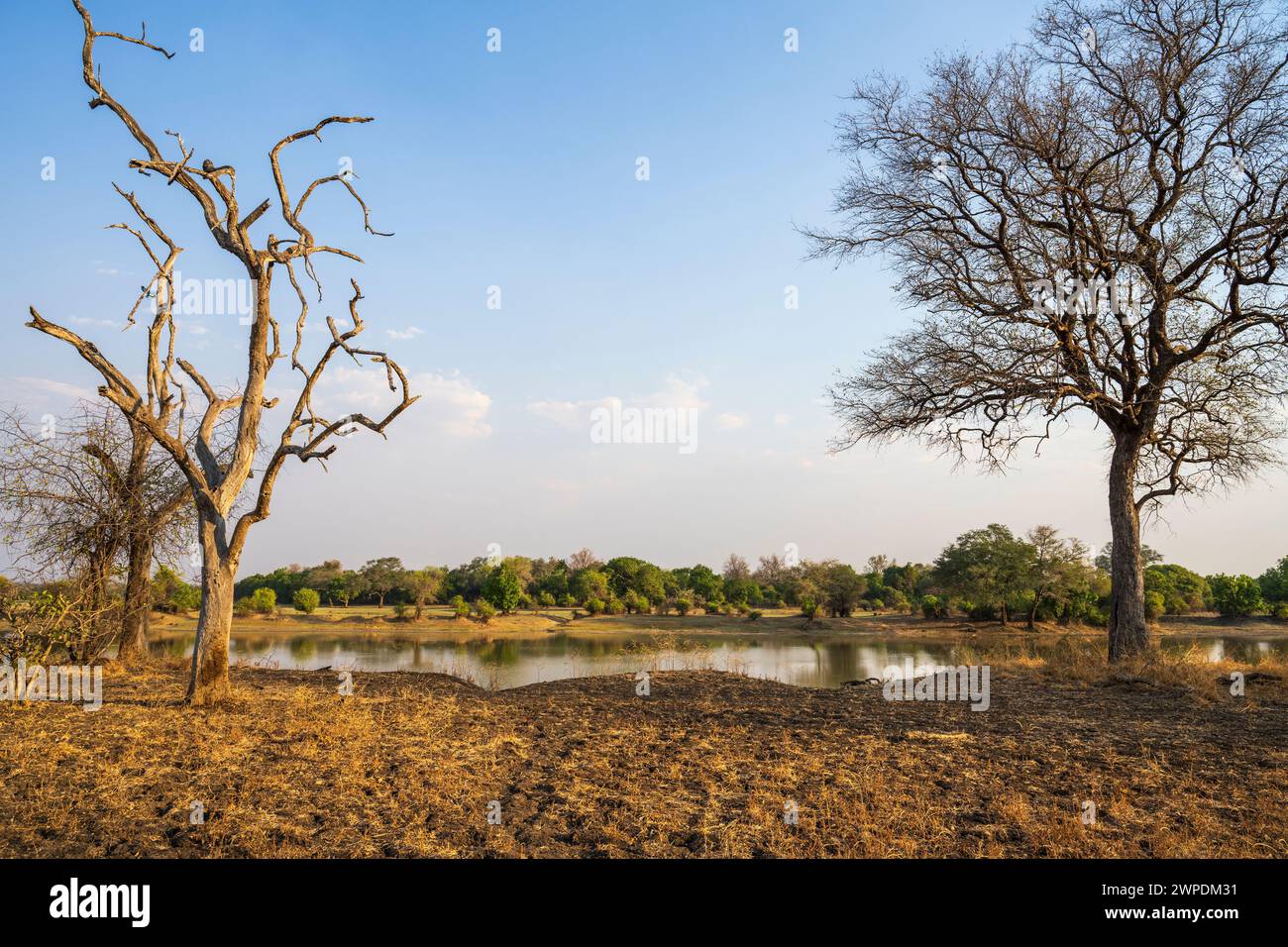 Tipico paesaggio boschivo di savane nella valle del fiume Luangwa nel South Luangwa National Park, settore Mfuwe, in Zambia, Africa meridionale Foto Stock