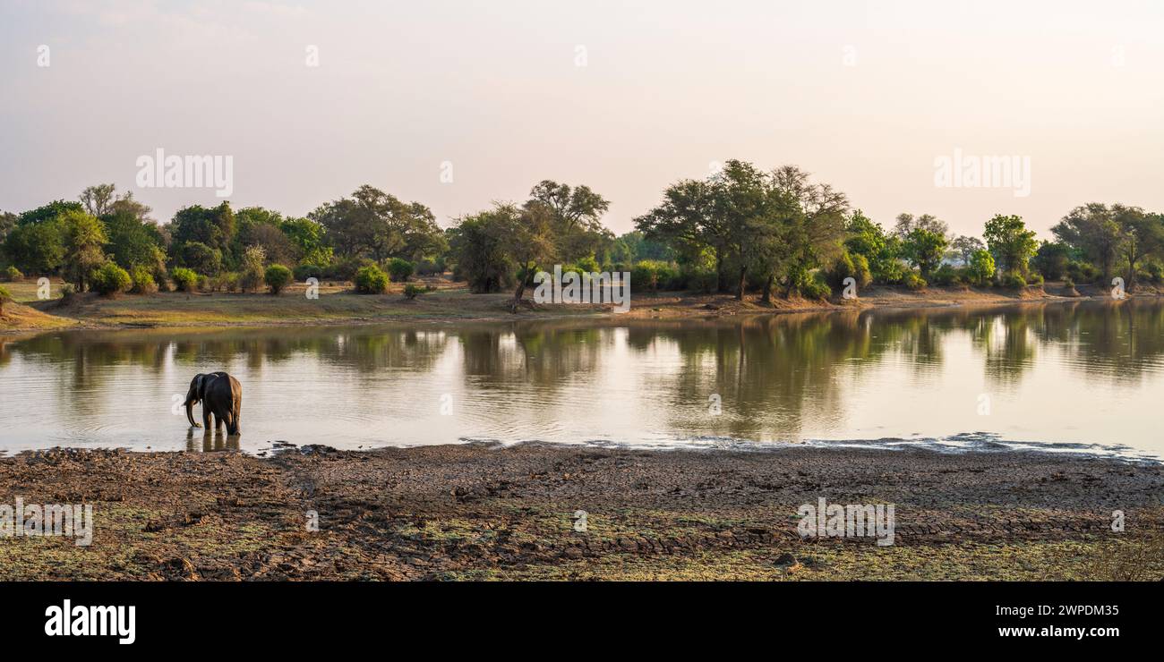 Un elefante africano solitario (Loxodonta Africana) che beve sul fiume Luangwa nel settore Mfuwe del Parco Nazionale del Luangwa meridionale, Zambia, Africa meridionale Foto Stock
