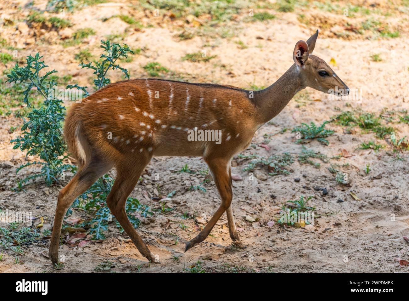 Una femmina bushbuck (Tragelaphus scriptus) che cammina nel South Luangwa National Park nello Zambia, nell'Africa meridionale Foto Stock