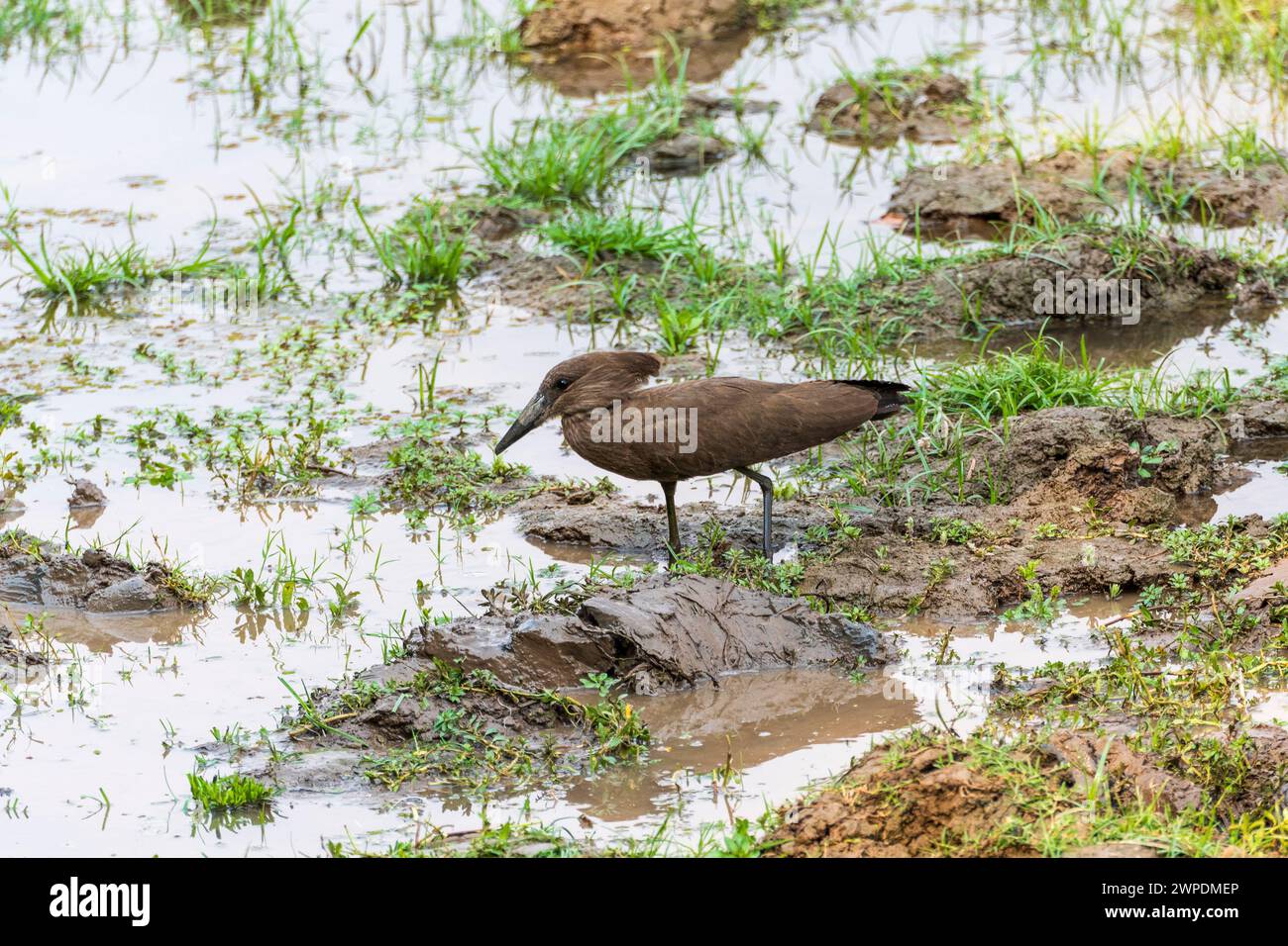Un hamerkop (Scopus umbrette) nella palude del South Luangwa National Park nello Zambia, nell'Africa meridionale Foto Stock