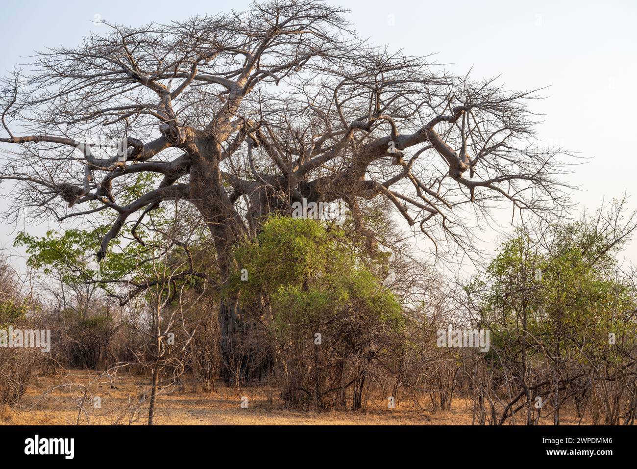 Un albero di baobab (Adansonia digitata) nel Parco Nazionale del Luangwa meridionale in Zambia, Africa meridionale Foto Stock