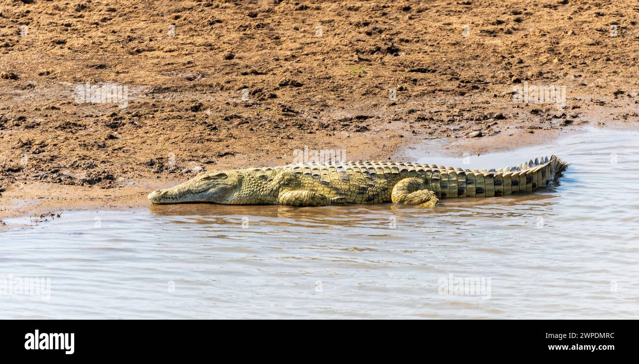 Un coccodrillo del Nilo (Crocodylus niloticus) che giace ai margini del fiume Luangwa nel South Luangwa National Park in Zambia, Africa meridionale Foto Stock