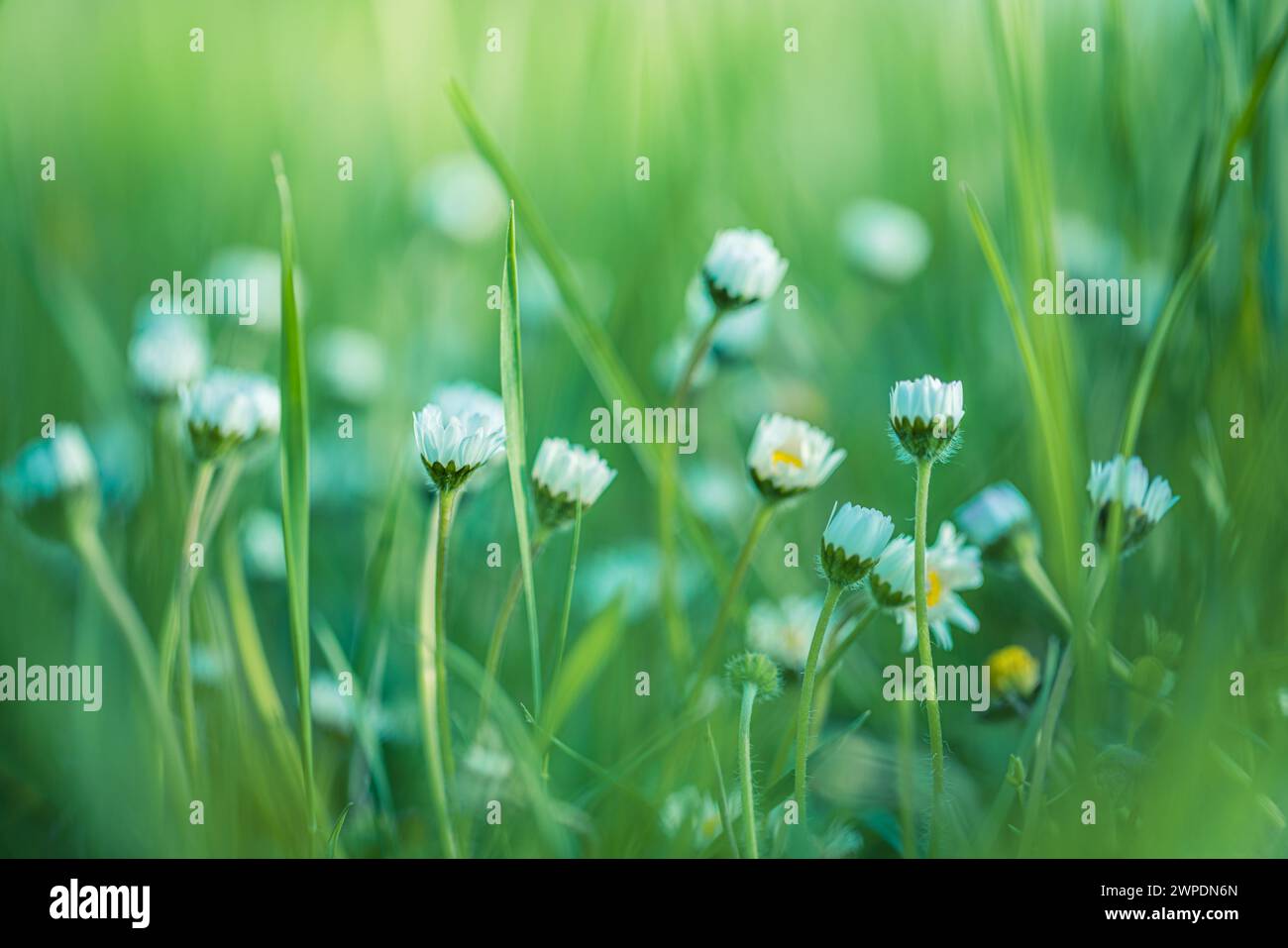Bel campo fiori prato camomilla, verde tenue blu al mattino colori pastello chiaro, paesaggio naturale, macro primo piano. Natura rilassante e rilassante Foto Stock