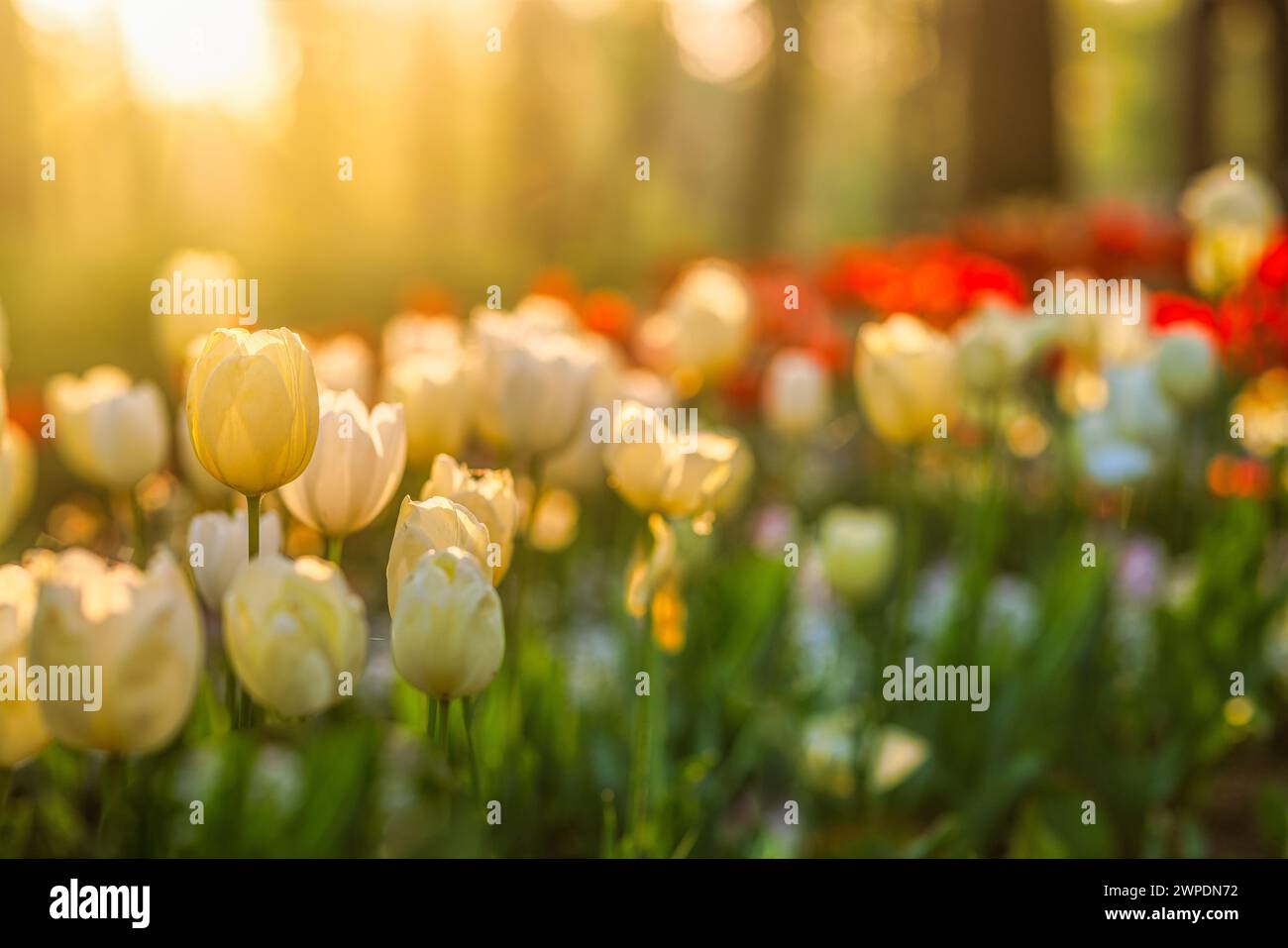 Splendidi tulipani colorati su un paesaggio naturale sfocato e soleggiato. Il panorama dei fiori di tulipani in fiore è un concetto d'amore primaverile per la natura. Romantico Foto Stock