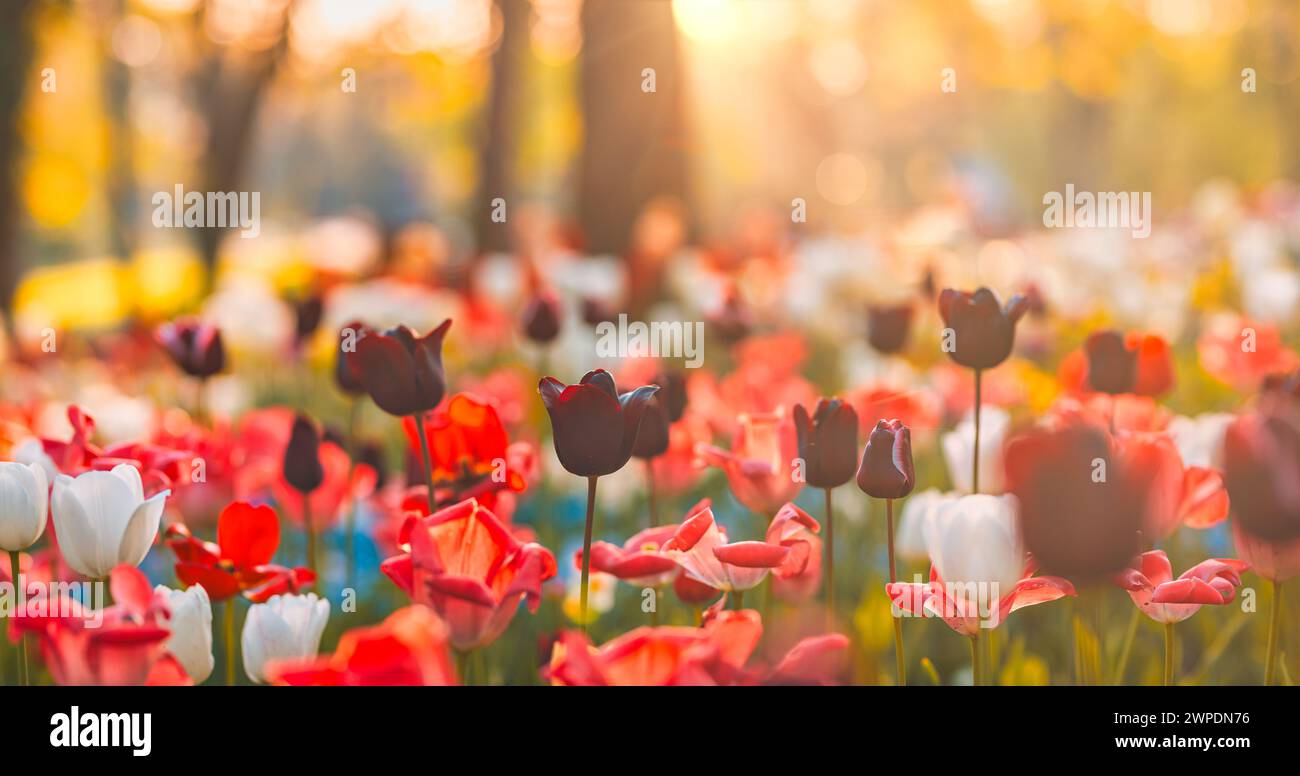 Splendidi tulipani colorati su un paesaggio naturale sfocato e soleggiato. Il panorama dei fiori di tulipani in fiore è un concetto d'amore primaverile per la natura. Romantico Foto Stock