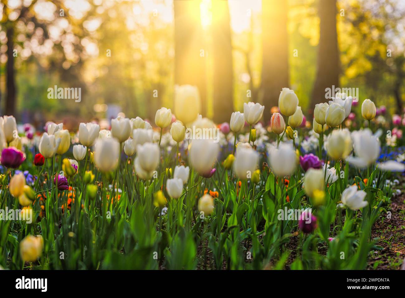 Splendidi tulipani colorati su un paesaggio naturale sfocato e soleggiato. Il panorama dei fiori di tulipani in fiore è un concetto d'amore primaverile per la natura. Romantico Foto Stock