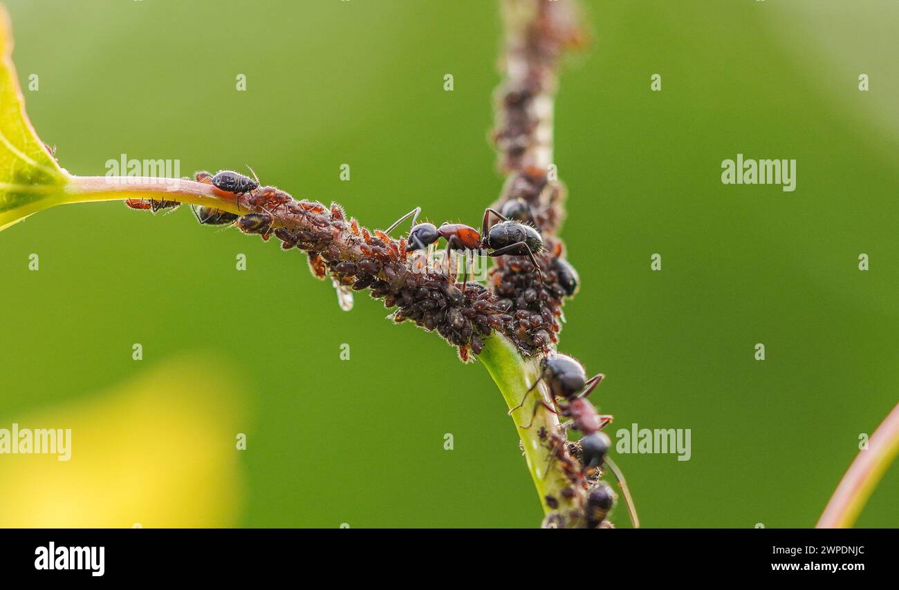 Formiche che marciano all'unisono su uno stelo vegetale, ideale per la raccolta Foto Stock