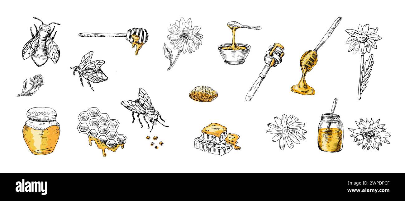 Set di miele di api da schizzo, cucchiaio, vaso, fiori con colori gialli. L'illustrazione vettoriale può essere utilizzata per avvolgere carta, tessuti, etichette alimentari, stampe per organi Illustrazione Vettoriale