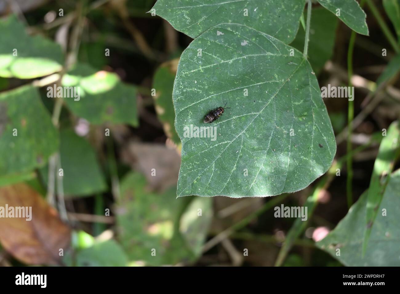 Una piccola mosca nera color oro metallico che poggia sulla superficie di una foglia tropicale di kudzu. Questa mosca ha un aspetto simile a quello della specie di mosca soldato Foto Stock