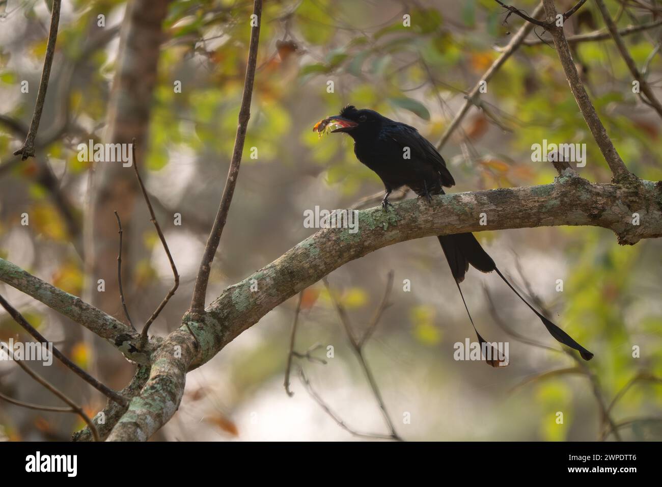 Greater Racket-tailed drongo - Dicrurus paradiseus, iconico uccello arroccato nero proveniente dalle foreste e dai boschi del sud-est asiatico, riserva delle tigri di Nagarahole, in Foto Stock