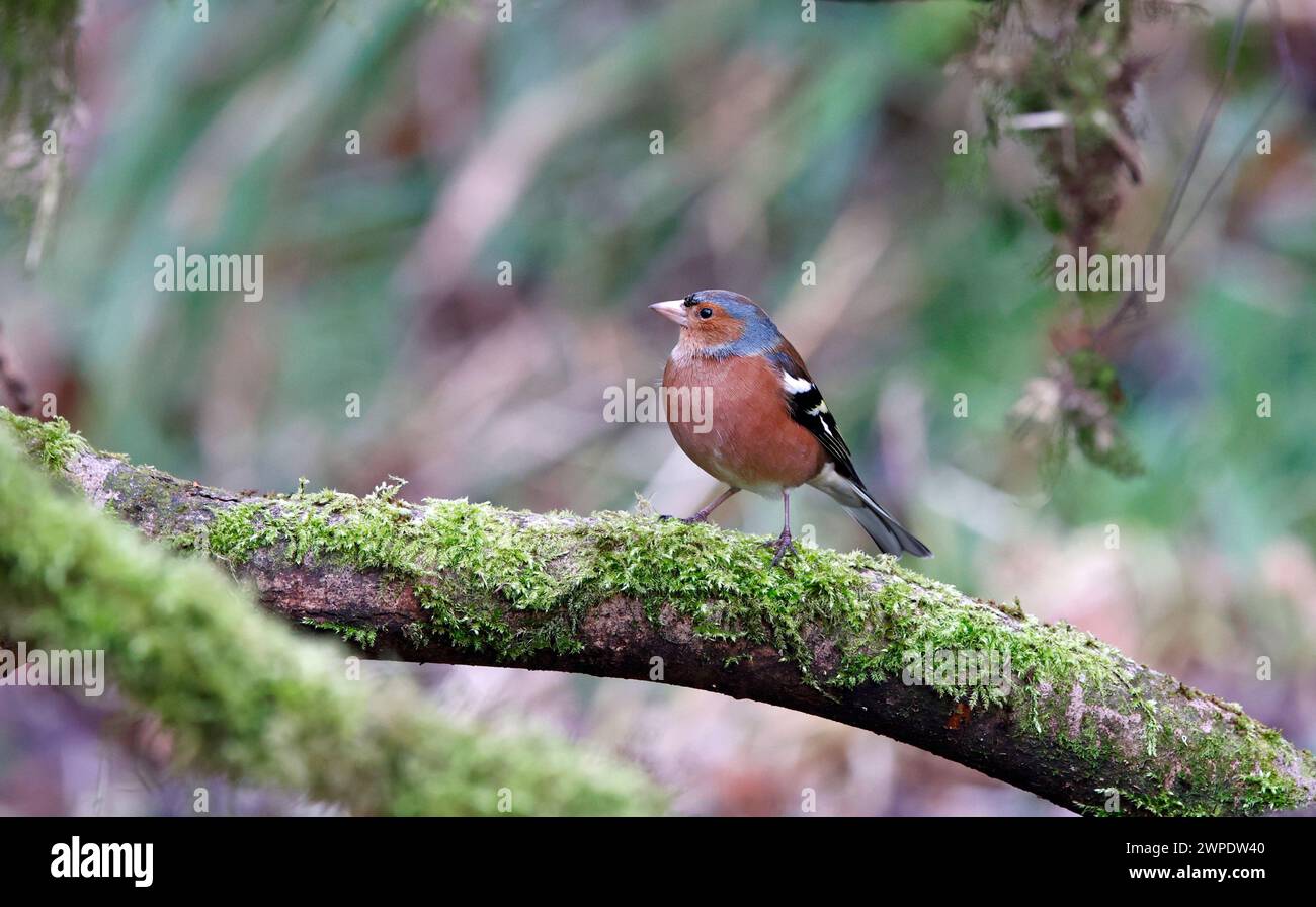 Foraggio di chaffinch maschio nel bosco Foto Stock
