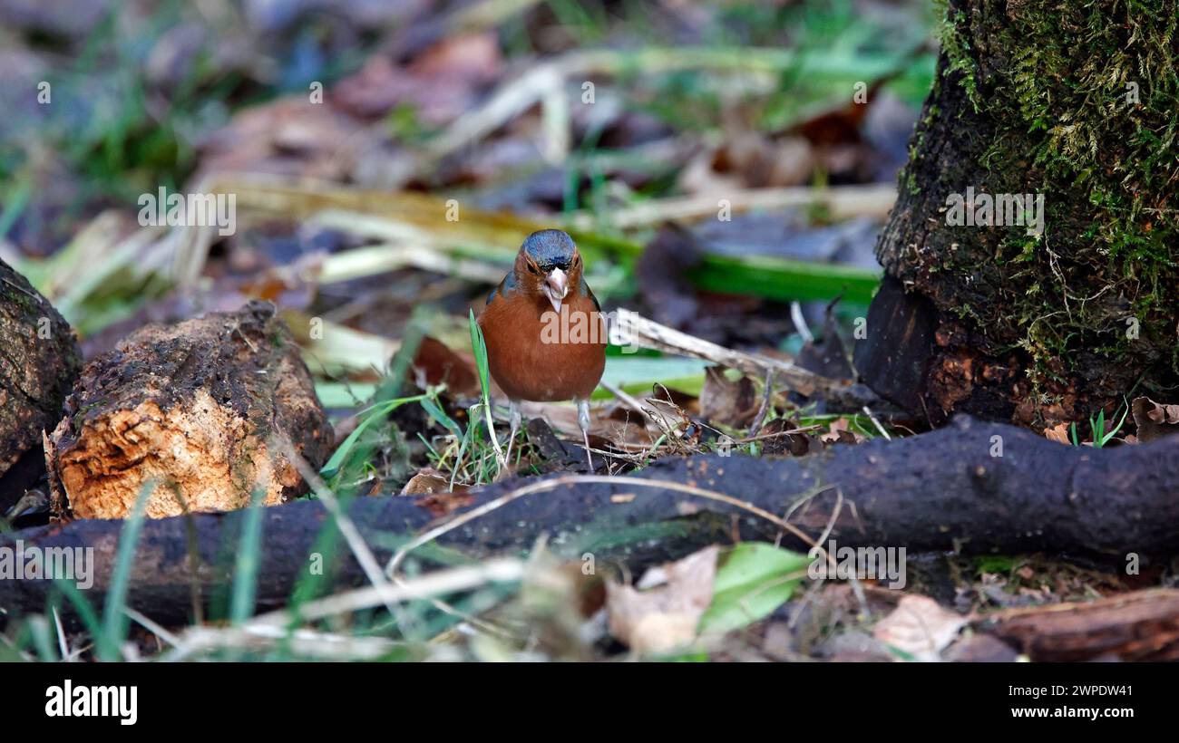 Foraggio di chaffinch maschio nel bosco Foto Stock