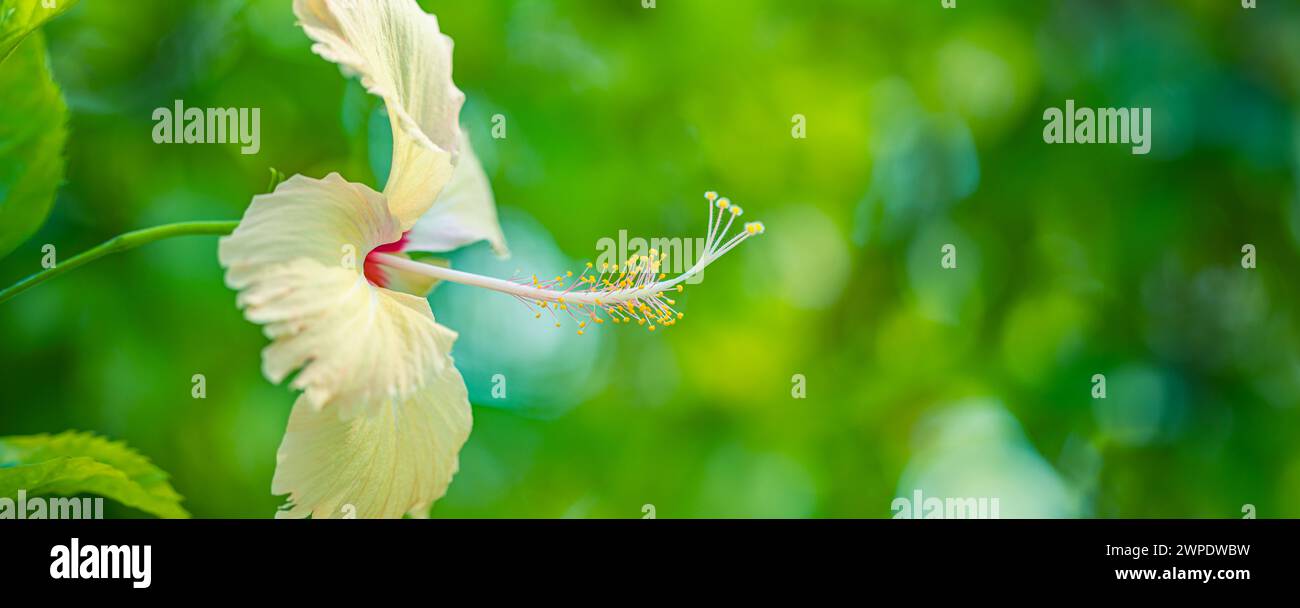 Fiore della natura macro. Esotico giardino tropicale o parco naturale con un fiore giallo ibisco da vicino. Luce del sole, verde sereno e lussureggiante giardino foglioso Foto Stock
