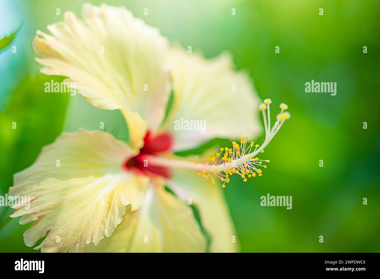 Fiore della natura macro. Esotico giardino tropicale o parco naturale con un fiore giallo ibisco da vicino. Luce del sole, verde sereno e lussureggiante giardino foglioso Foto Stock