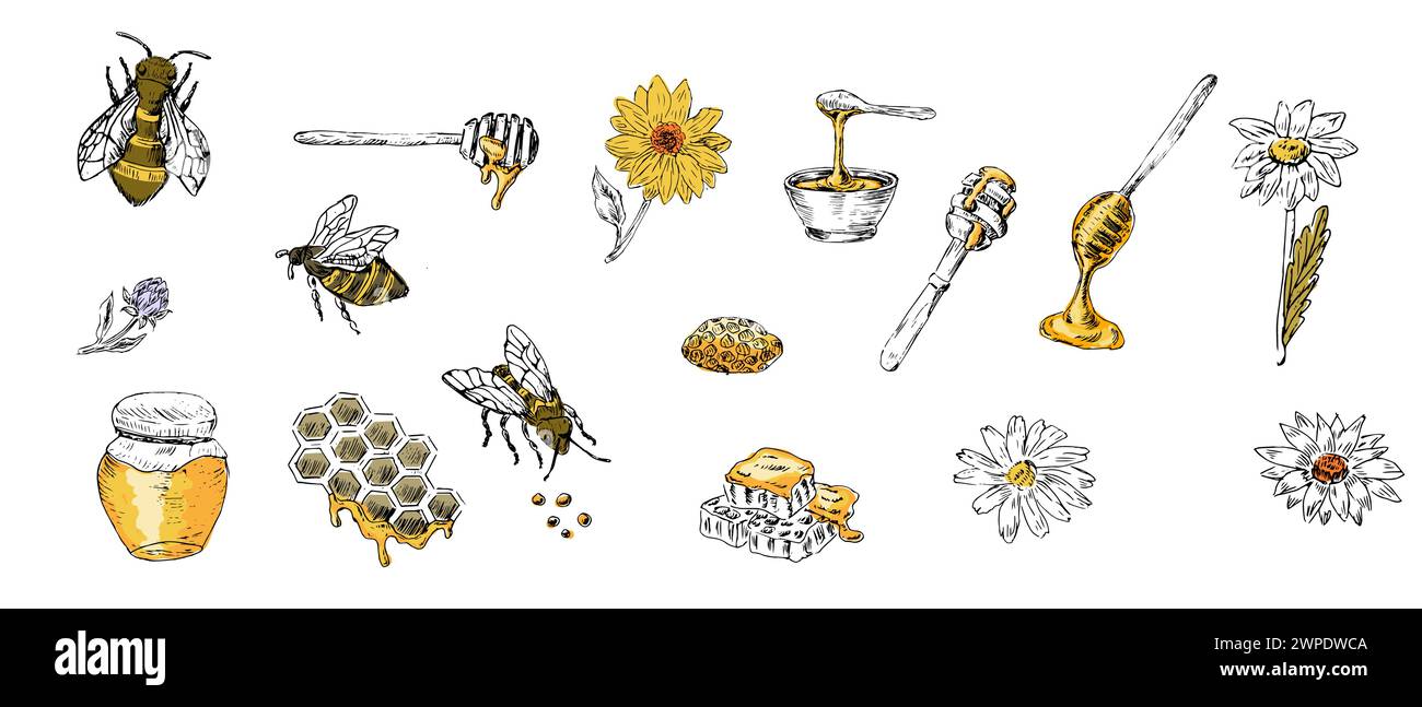 Set di miele di api da schizzo, cucchiaio, barattolo, favo a nido d'ape con colori gialli. L'illustrazione vettoriale può essere utilizzata per avvolgere carta, tessuto, etichette alimentari, stampa per org Illustrazione Vettoriale