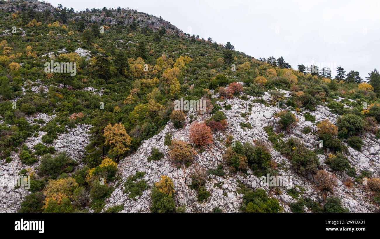 Paesaggio boschivo con foglie di colori diversi. Foto Stock