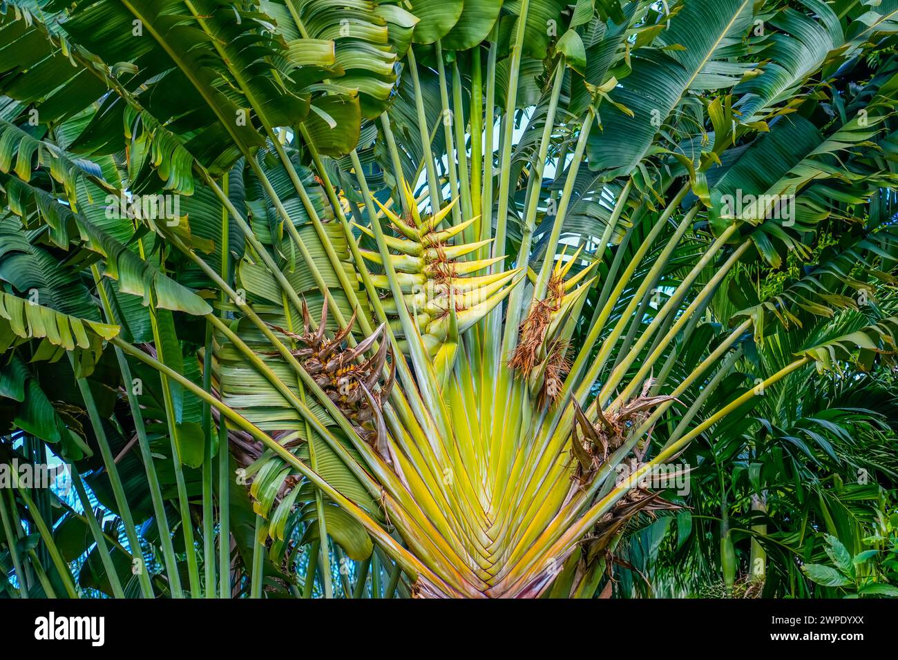 Grande corona di diffusione Ravenala pianta della zona tropicale. Foto Stock