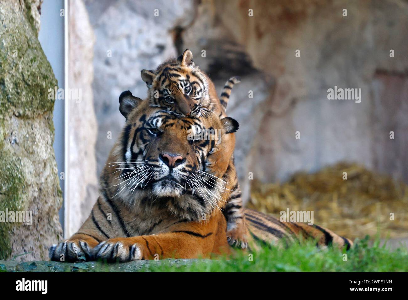 Roma, Italia. 7 marzo 2024. Kala la piccola tigre di Sumatra &#xe8; la nuova nata al Bioparco di Roma a tre mesi si mostra per la prima volta giocando con il padre nell'area dedicata fotografata attraverso il vetro - Cronaca - Roma, Italia - Giovedi, 07 marzo 2024 (foto Cecilia Fabiano/LaPresse)&#xa0; Kala la neonata tigre di Sumatra al Bioparco zoo Park di Roma si esibisce per la prima volta alle tre falene Playng con il padre nella zona tigre foto scattata attraverso un bicchiere- News - Roma, Italia - Wensday, 07 marzo 2024 (foto Cecilia Fabiano/LaPresse) crediti: LaPresse/Alamy Live News Foto Stock