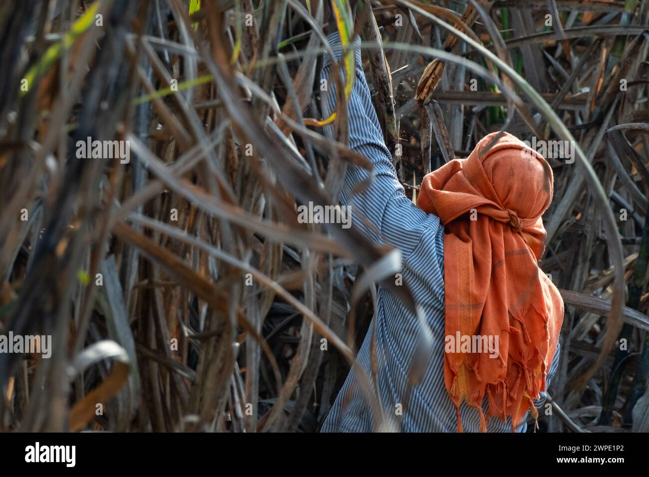 coltivatore di canna da zucchero nel campo della canna da zucchero, operai che raccolgono la piantagione di canna da zucchero nella stagione del raccolto, operai che tagliano la canna da zucchero nei campi di canna da zucchero. Foto Stock