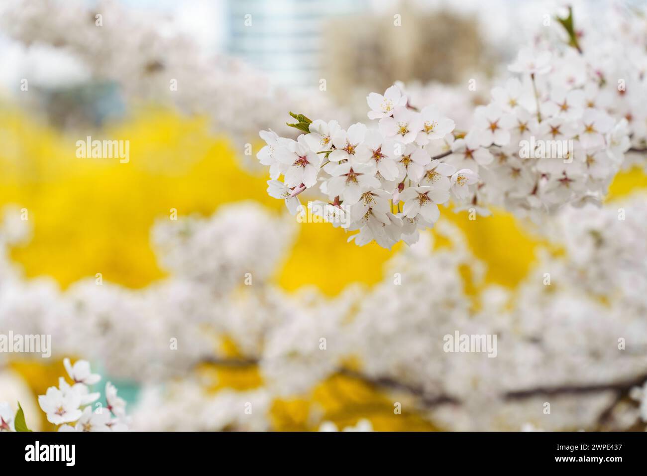 Prunus yedoensis, Somei-yoshino o Yoshino è una delle cultivar di ciliegio più popolari e ampiamente piantate nelle regioni temperate di tutto il mondo Foto Stock