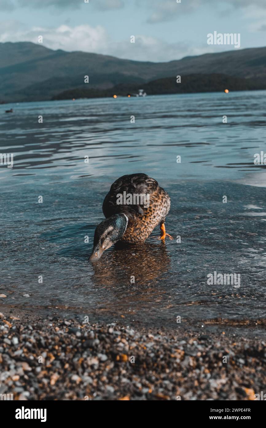 Un po' di anatra che beve acqua da un lago. Foto Stock